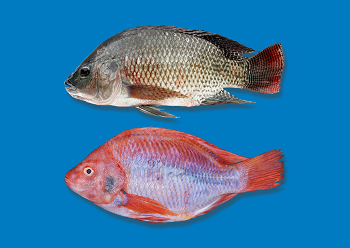 Tilapia Negra y Roja